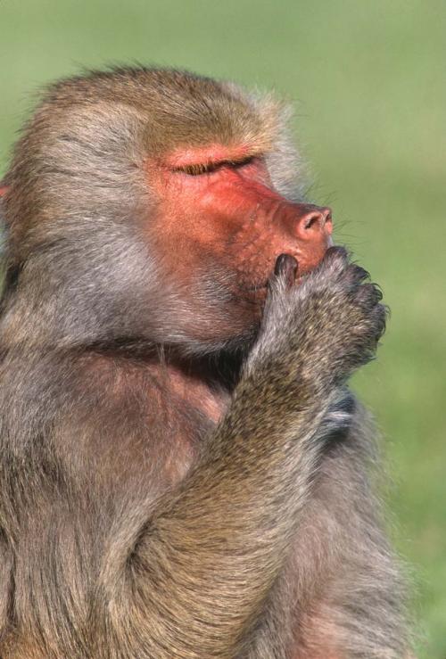 Baboon 3 Speak No Evil